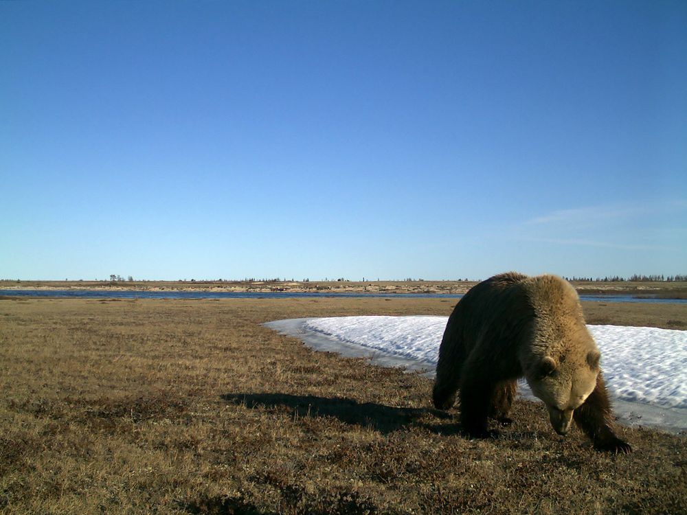 Grizzly bears move north in High Arctic as climate change expands range - Edmonton Journal